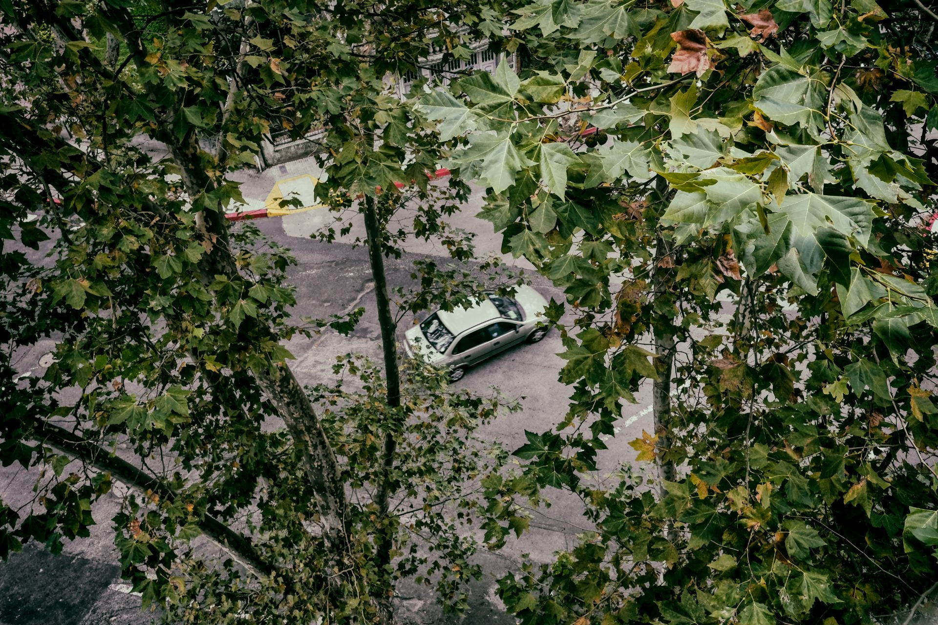 car seen through the trees from above