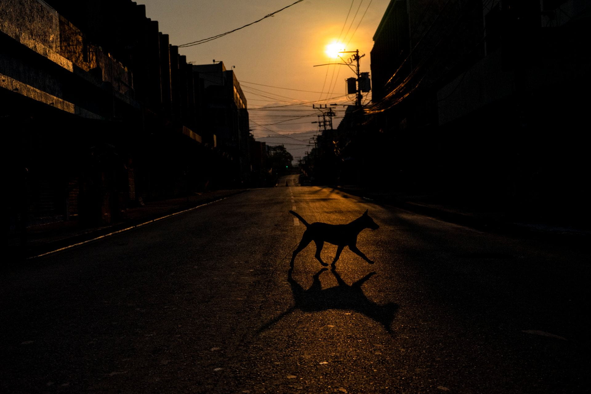 dog in empty street
